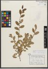 Foto von Salix triandra subsp. bornmuelleri (Hausskn.) A. K. Skvortsov